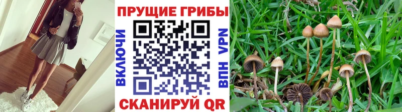 Псилоцибиновые грибы Psilocybine cubensis Конаково